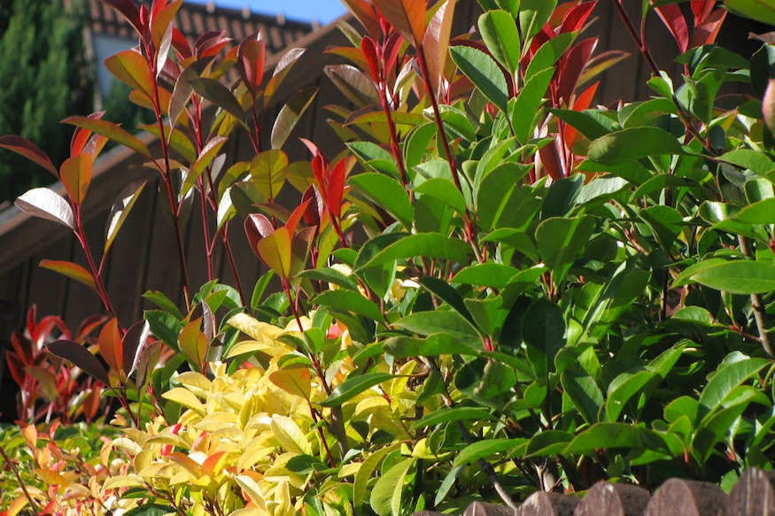 korallberkenye vorosbe borulo 02