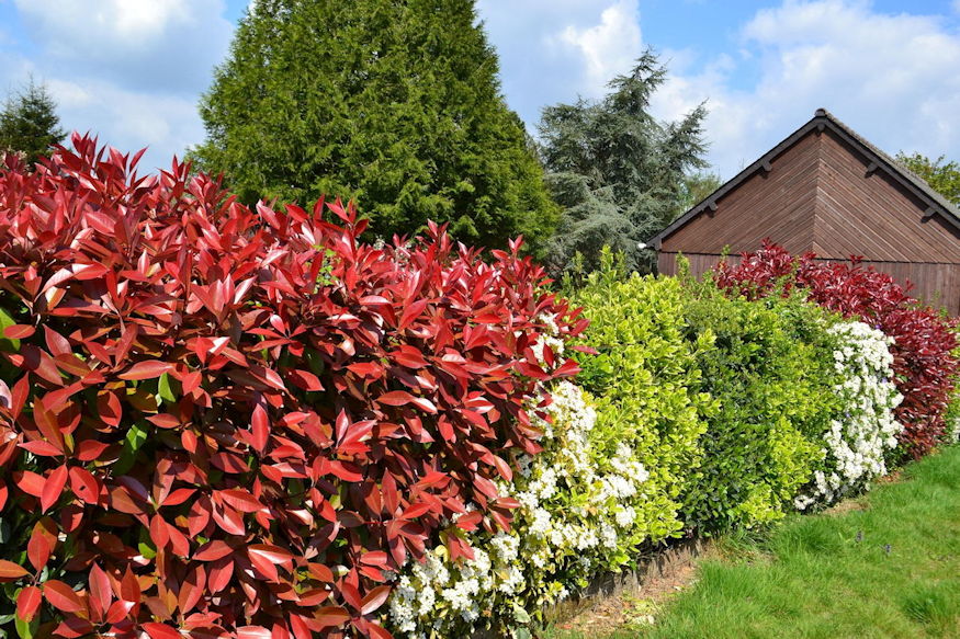 korallberkenye vorosbe borulo 03