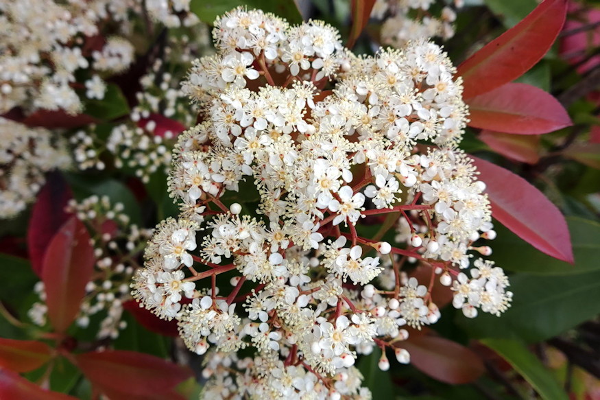 korallberkenye vorosbe borulo 04