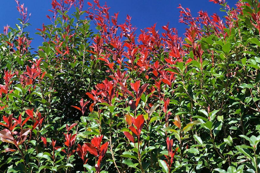 korallberkenye vorosbe borulo 05