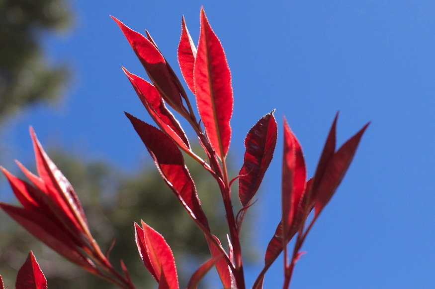 korallberkenye vorosbe borulo 06