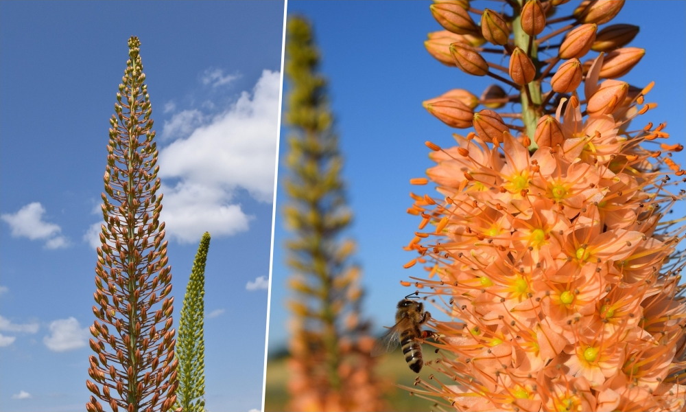 Korbácsliliom – a kert lángpallosú óriása, amelynek minden szála történetet mesél