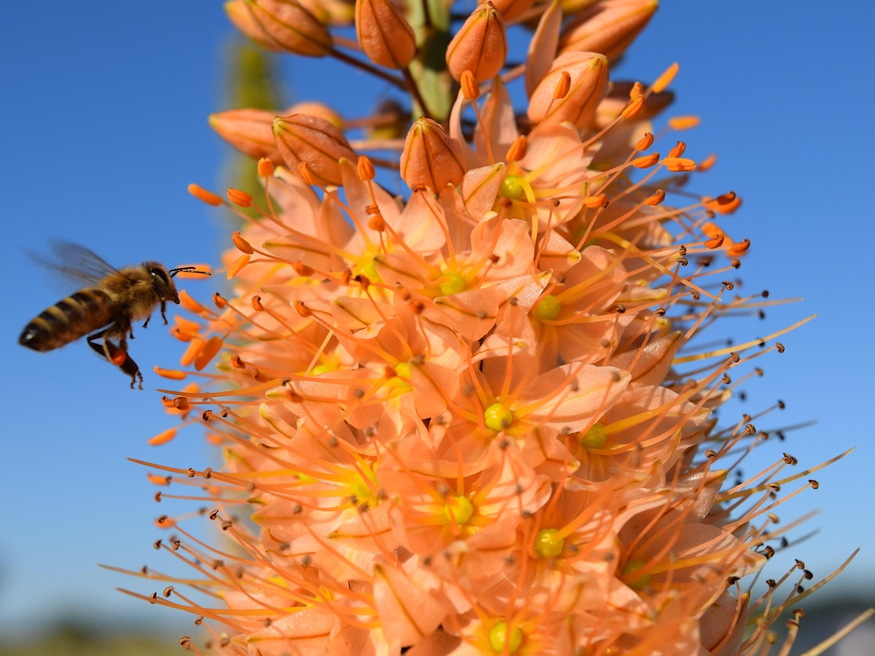 korbacsliliom langpallosu 02