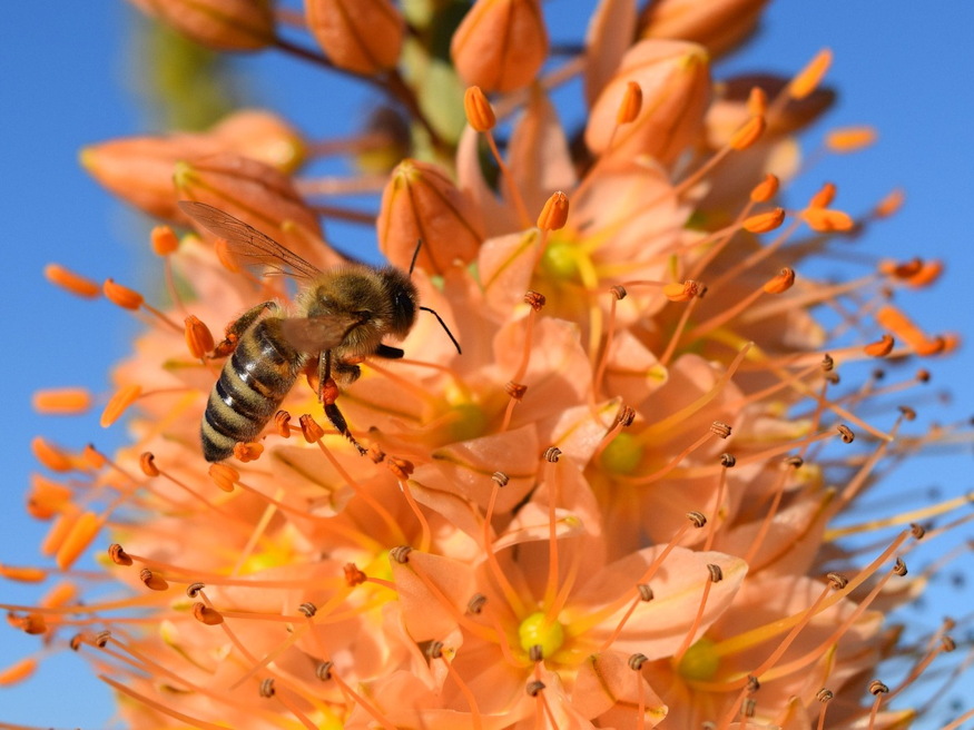 korbacsliliom langpallosu 03