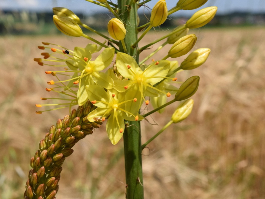 korbacsliliom langpallosu 04