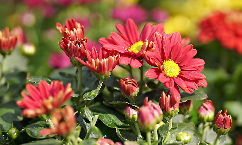 Krizantém: a hűvös napok virágkirálynője – tippek és trükkök, hogy sokáig viruljon