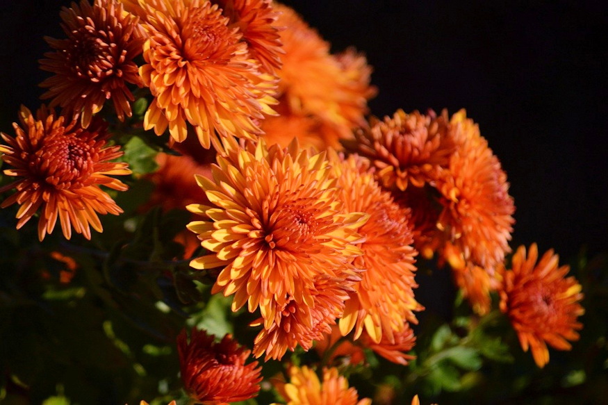 krizantem huvos napok 02