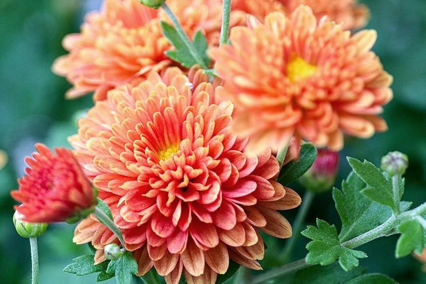 krizantem huvos napok 03