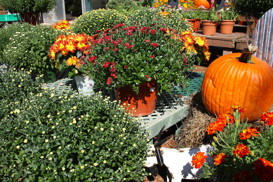 krizantem huvos napok 04