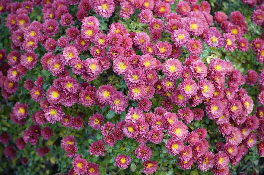 krizantem huvos napok 05