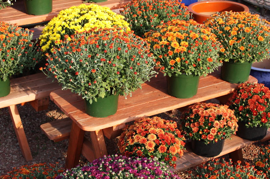 krizantem huvos napok 06