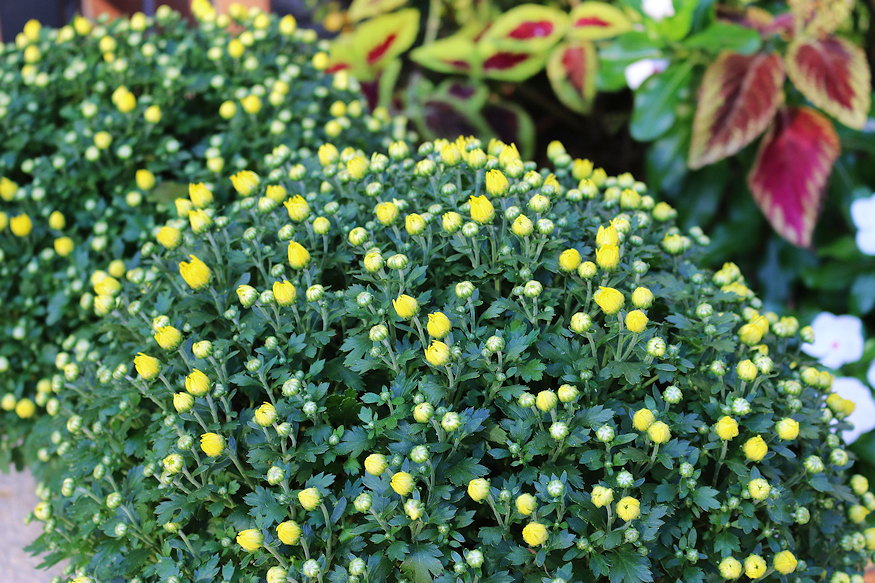 krizantem huvos napok 07