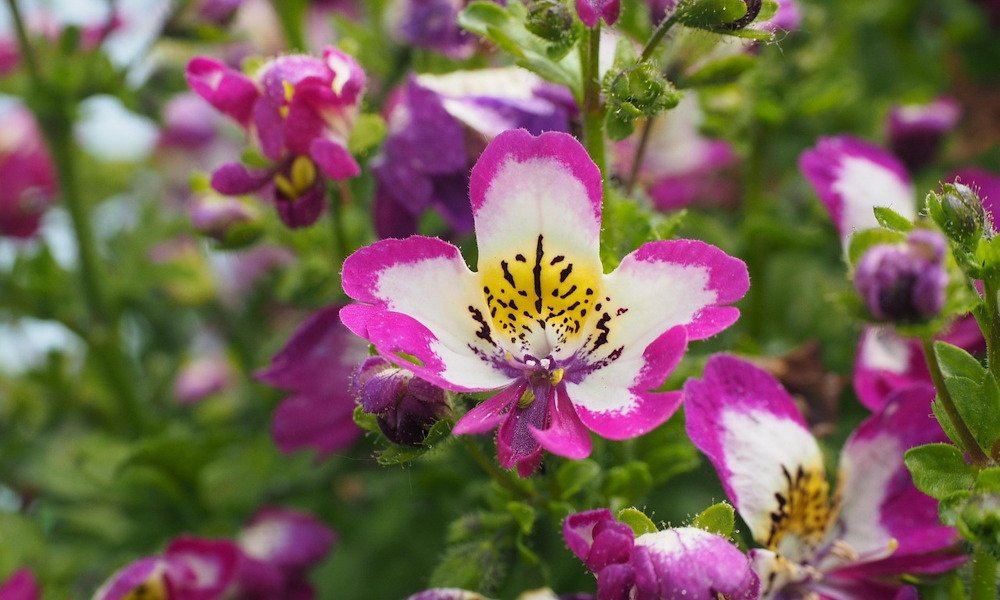 Lepkevirág – a virág, ami mintha maga is repülni készülne