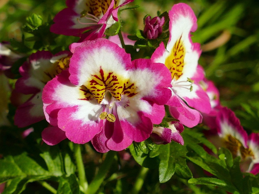 lepkevirag repulni keszulne 02