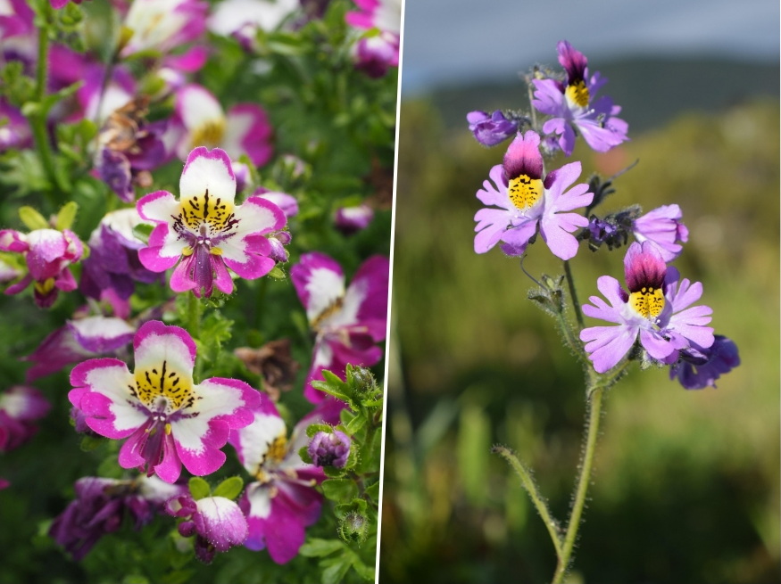 lepkevirag repulni keszulne 03