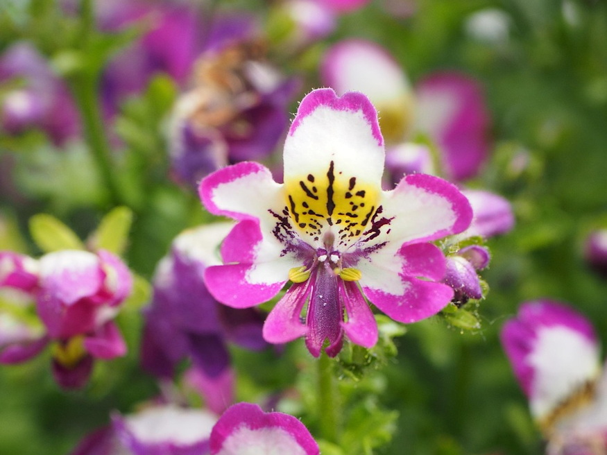 lepkevirag repulni keszulne 04