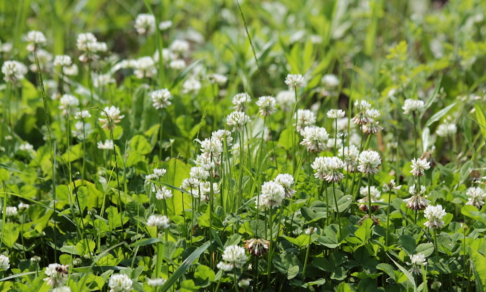 Lóherés gyep a kertben: zöldebb, kevesebb munkával – de valóban ilyen egyszerű?