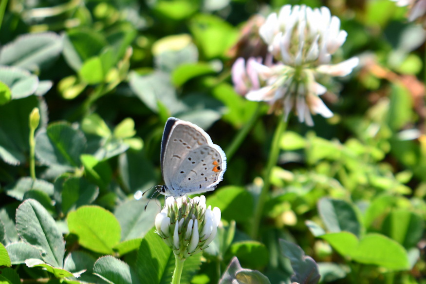 loheres gyep zoldebb 03