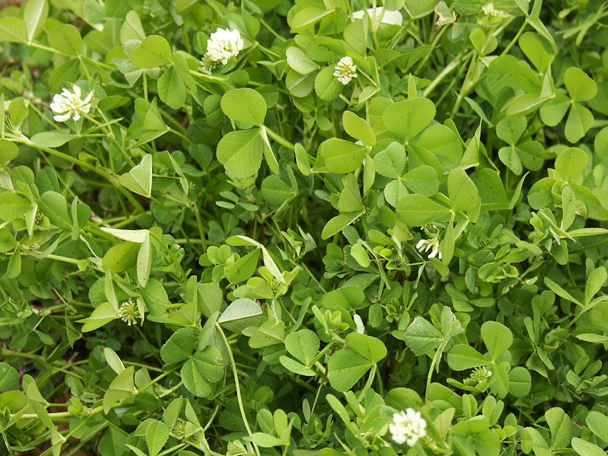 loheres gyep zoldebb 04