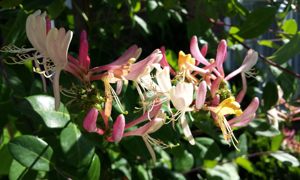 Loncok a kertben – illat, futás és karakter egyetlen nemzetségben
