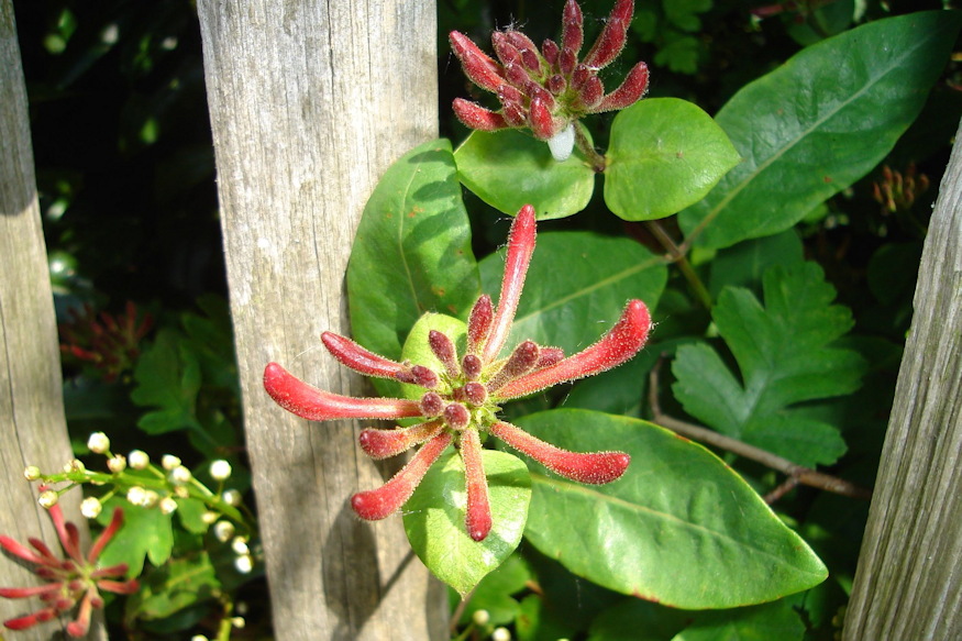 loncok kertben illat 02