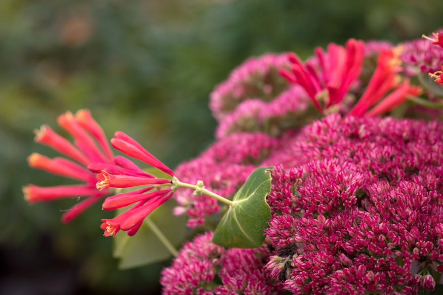 loncok kertben illat 03