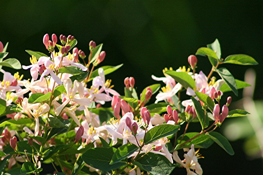 loncok kertben illat 04