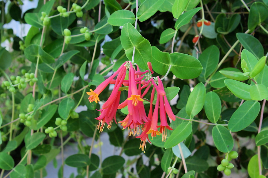 loncok kertben illat 05