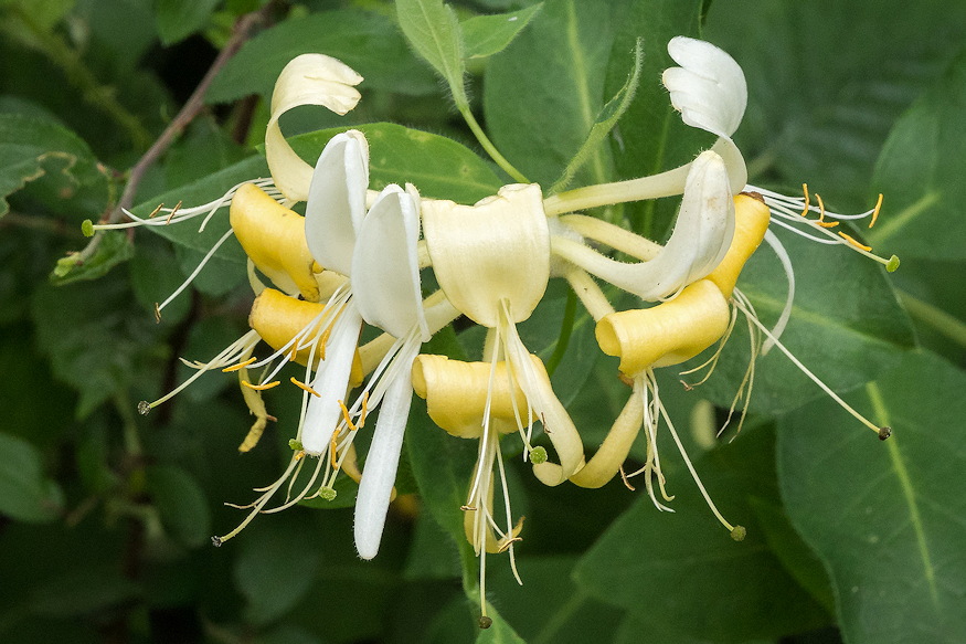 loncok kertben illat 06