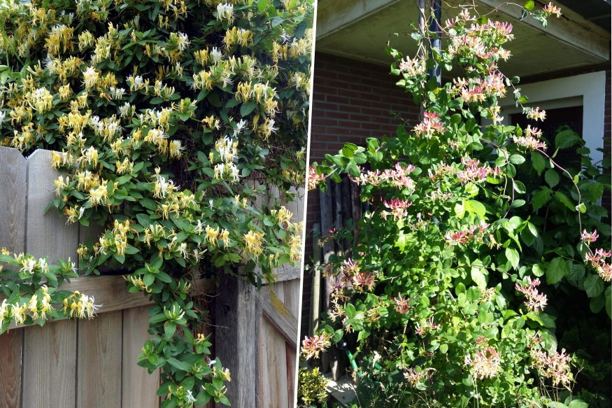 loncok kertben illat 07