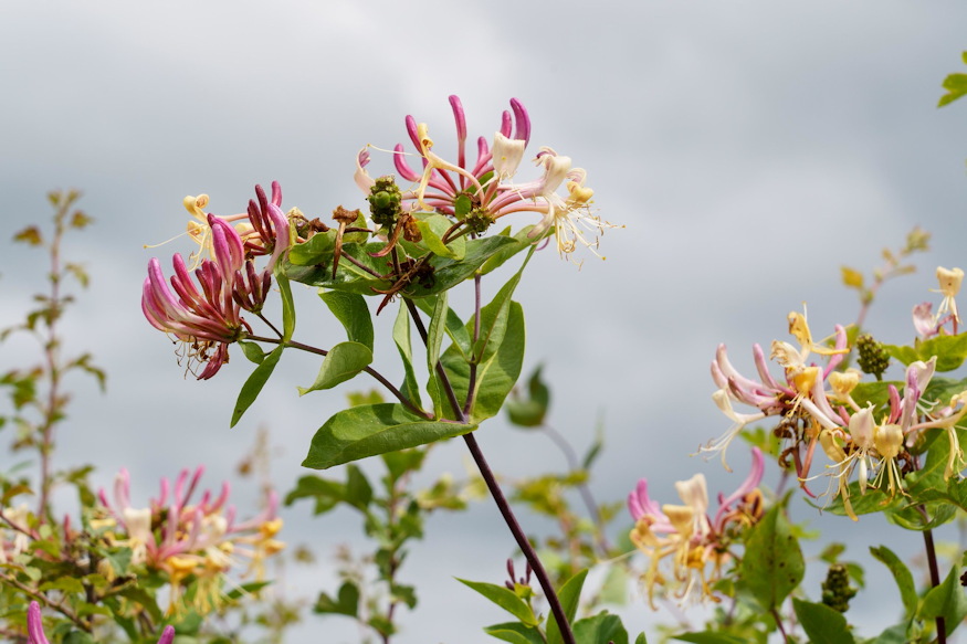 loncok kertben illat 08