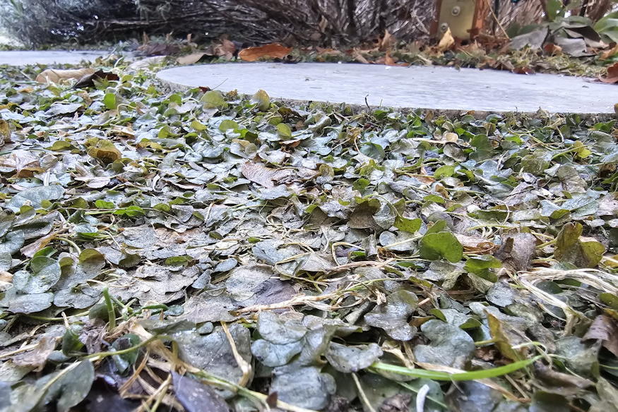 mi lesz telen dichondraval 02