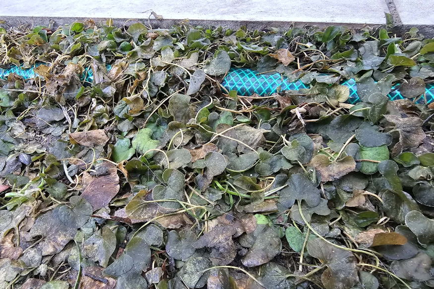 mi lesz telen dichondraval 03