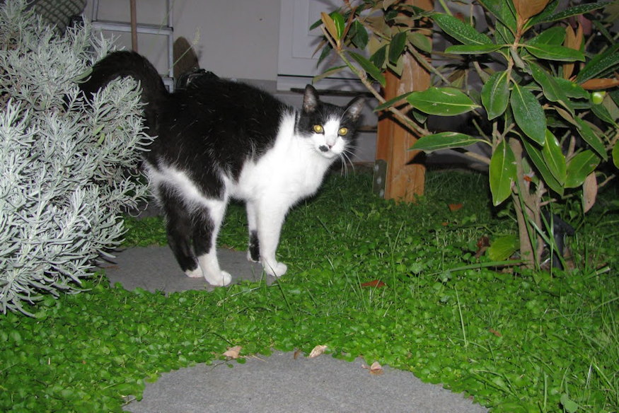 mi lesz telen dichondraval 05