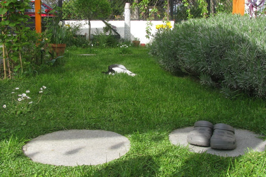 mi lesz telen dichondraval 06