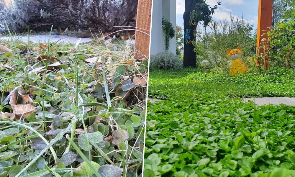 Mi lesz télen a dichondrával?