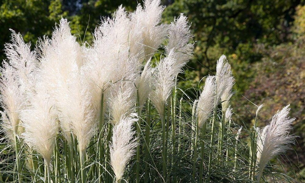 Miért nem szabad novemberben levágni a díszfüveket? – A kert téli kabátja, amit kár lenne levetni