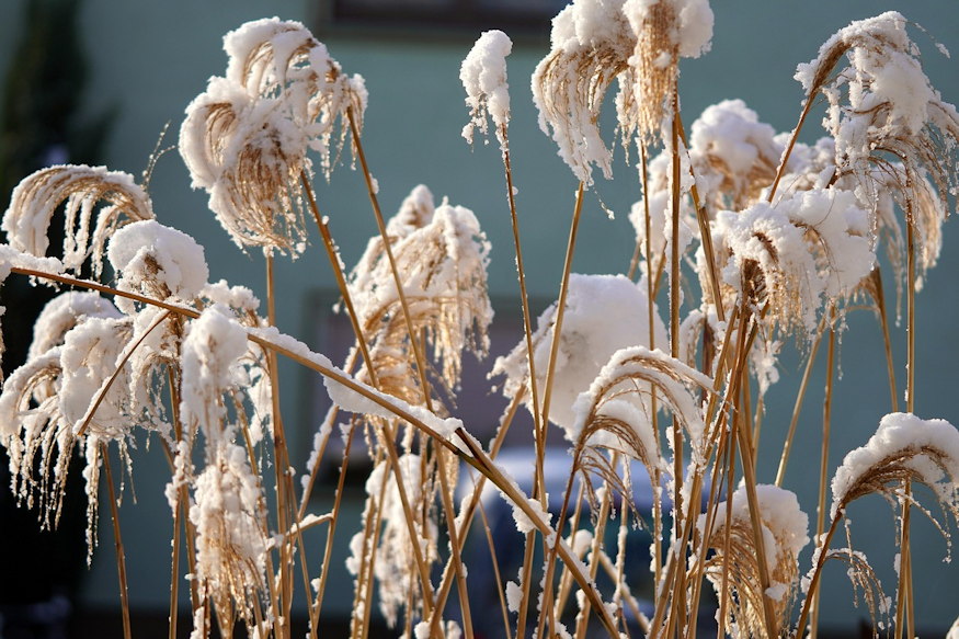 nem szabad levagni diszfuveket 05