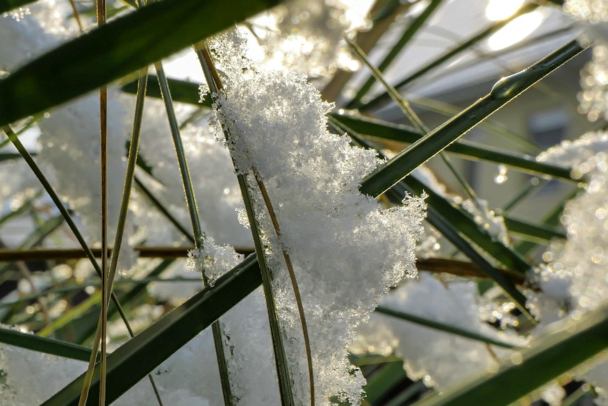 nem szabad levagni diszfuveket 08