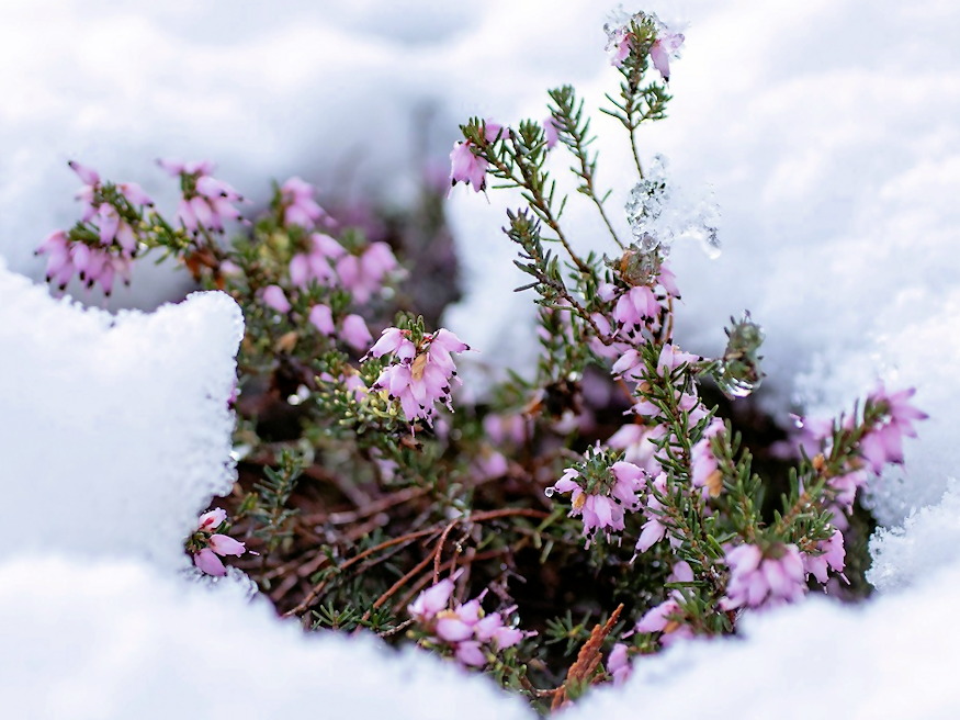 noveny nem erti tel van 06