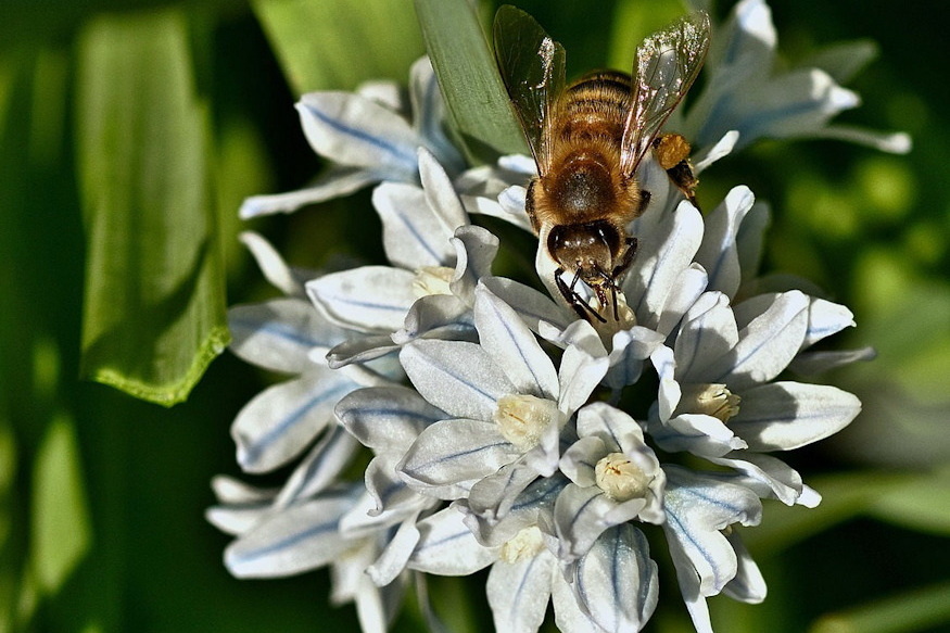 puskin virag ho alol 02