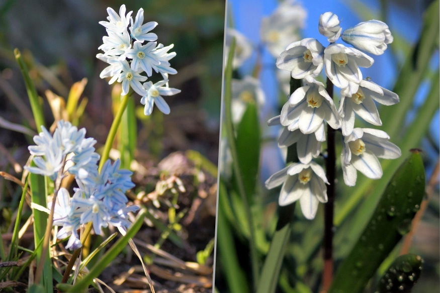 puskin virag ho alol 04