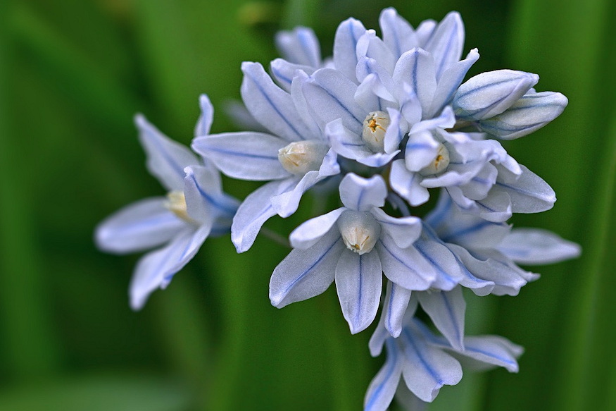 puskin virag ho alol 05