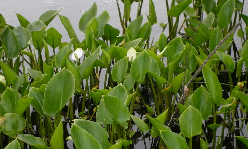 Sárkánygyökér – a lápok titokzatos virága, amely több, mint aminek látszik