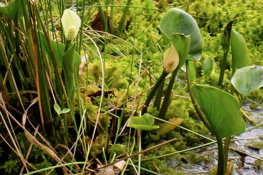 sarkanygyoker lapok 02
