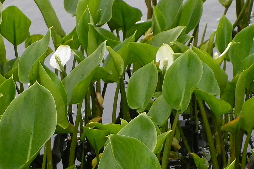 sarkanygyoker lapok 04