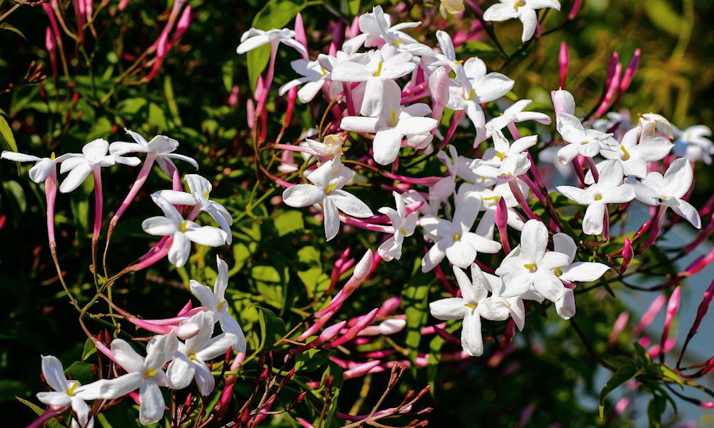Sokvirágú jázmin – a tavasz illatos hírnöke, aki már télen készül a csodára