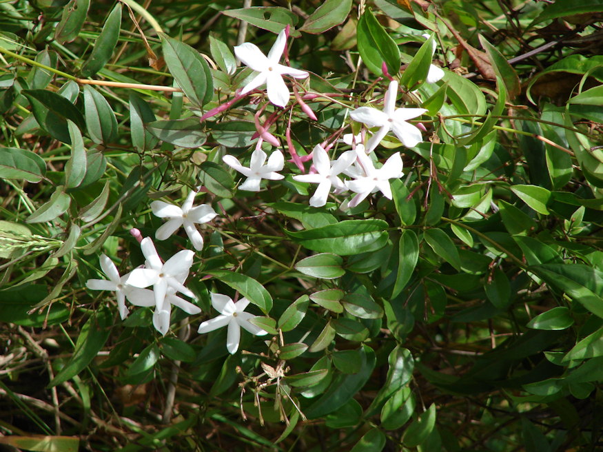 sokviragu jazmin tavasz hirnoke 02