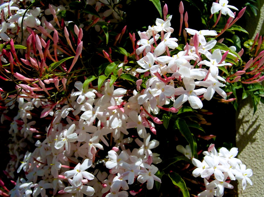 sokviragu jazmin tavasz hirnoke 04