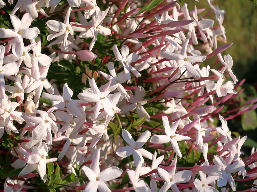 sokviragu jazmin tavasz hirnoke 05